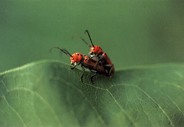Hot insect porn!!!